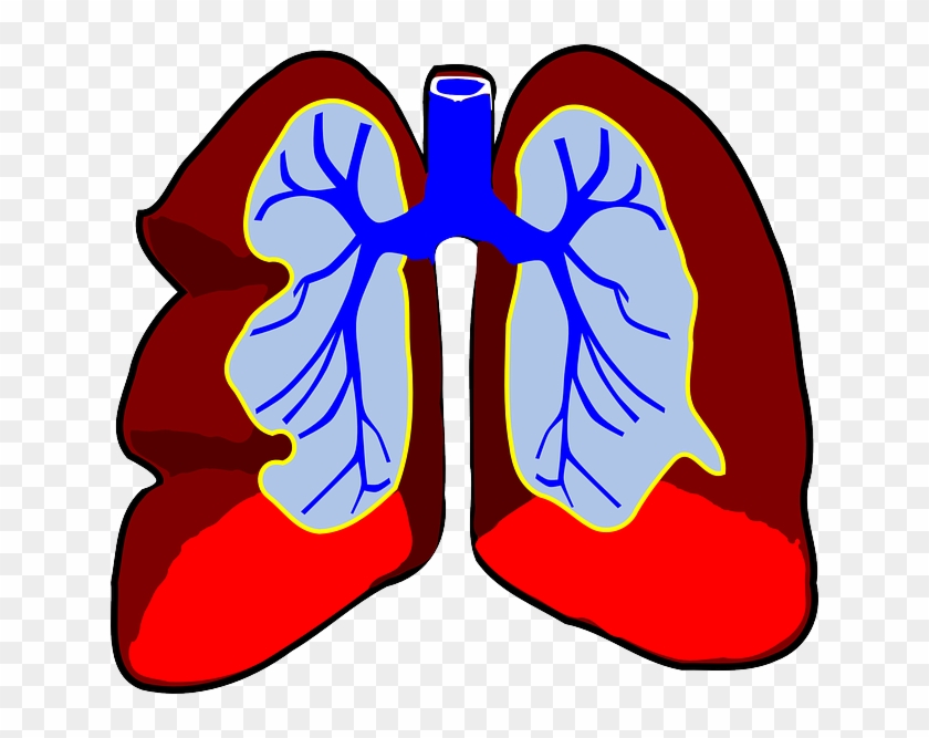 Human Science, Diagram, Outline, Drawing, Kids, Human - Human Lungs Clip Art #175570