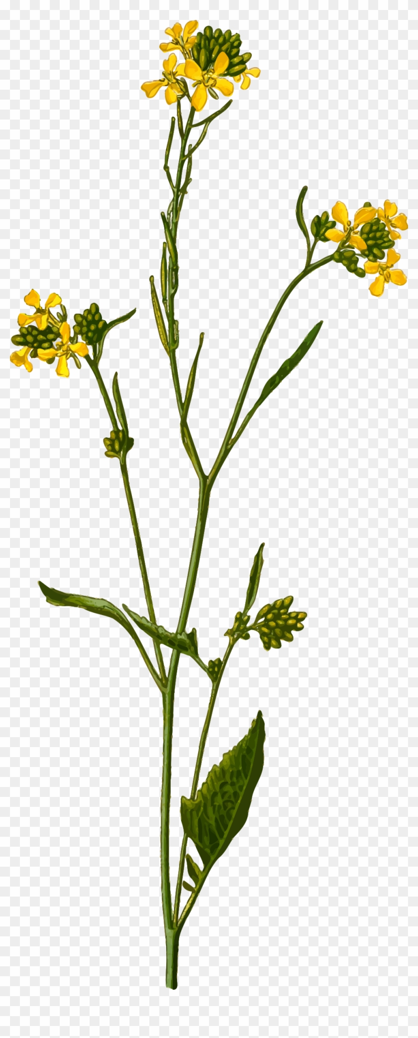 Black Mustard By @firkin, From A Drawing In 'medizinal-pflanzen', - Mustard Seed Plant Drawing #176147
