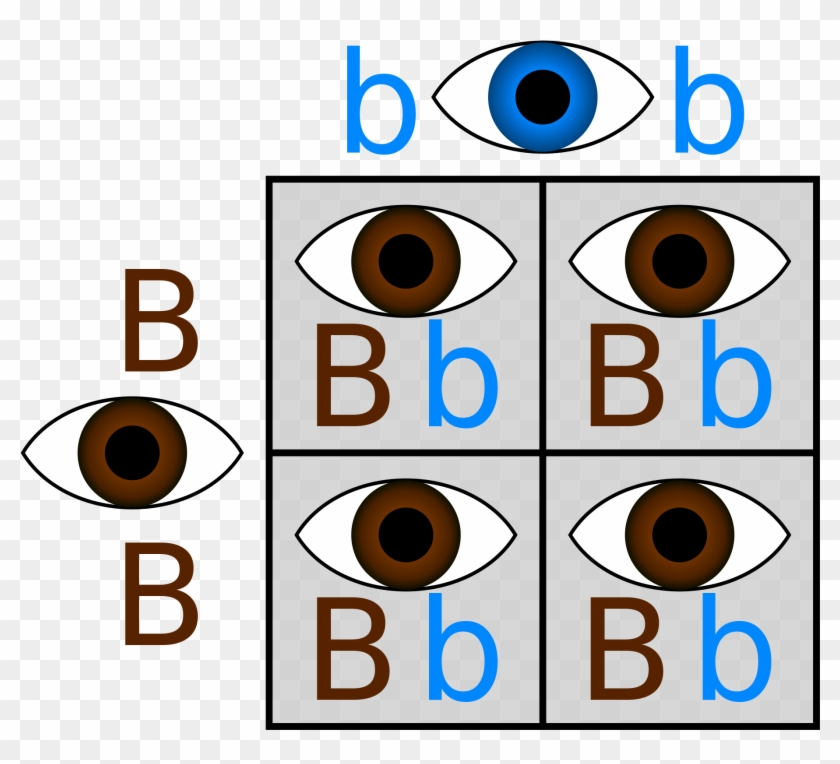 If - Punnett Square Eye Color #176174