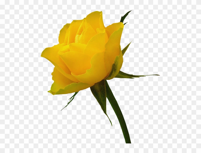 Yellow Rose Clip Art Free - Red Rose And Yellow Rose #176259