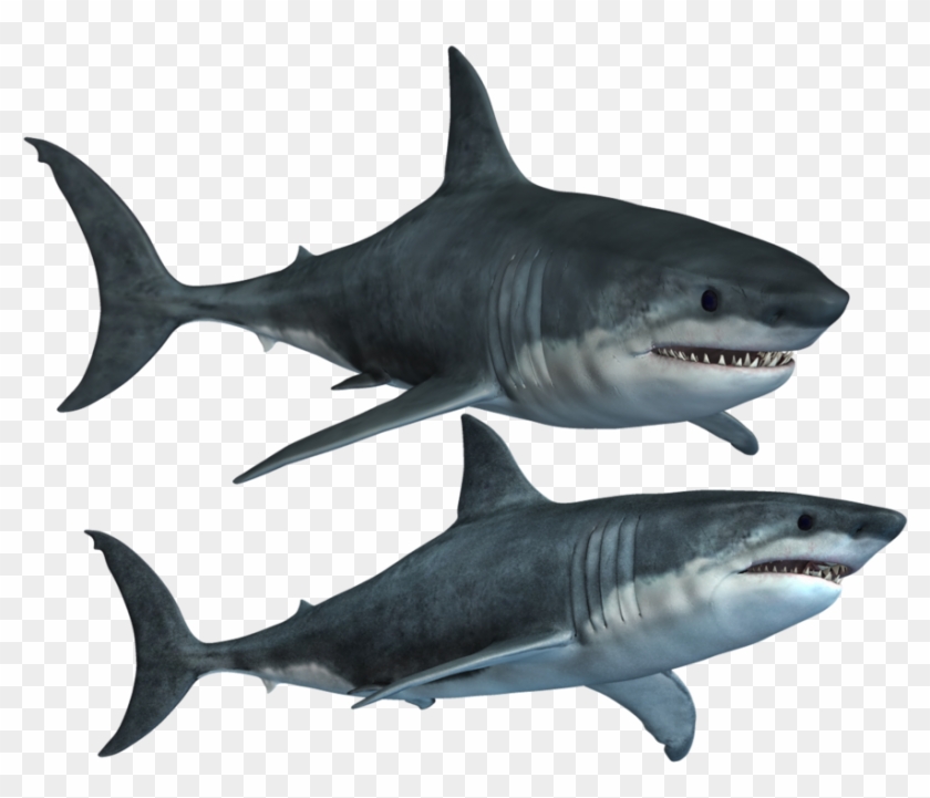 Shark Png Transparent Images Png All - Shark Png #176541