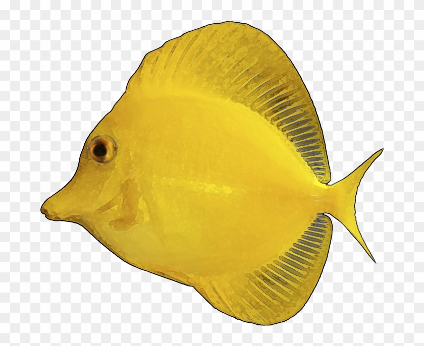 Tropical Fish Clipart Yellow Fish - Yellow Tang White Background #176725