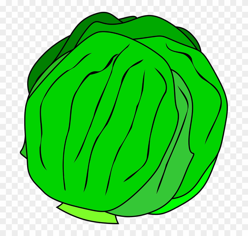 Free Vector Whole Lettuce Clip Art - Kinds Of Vegetables Clipart #177203