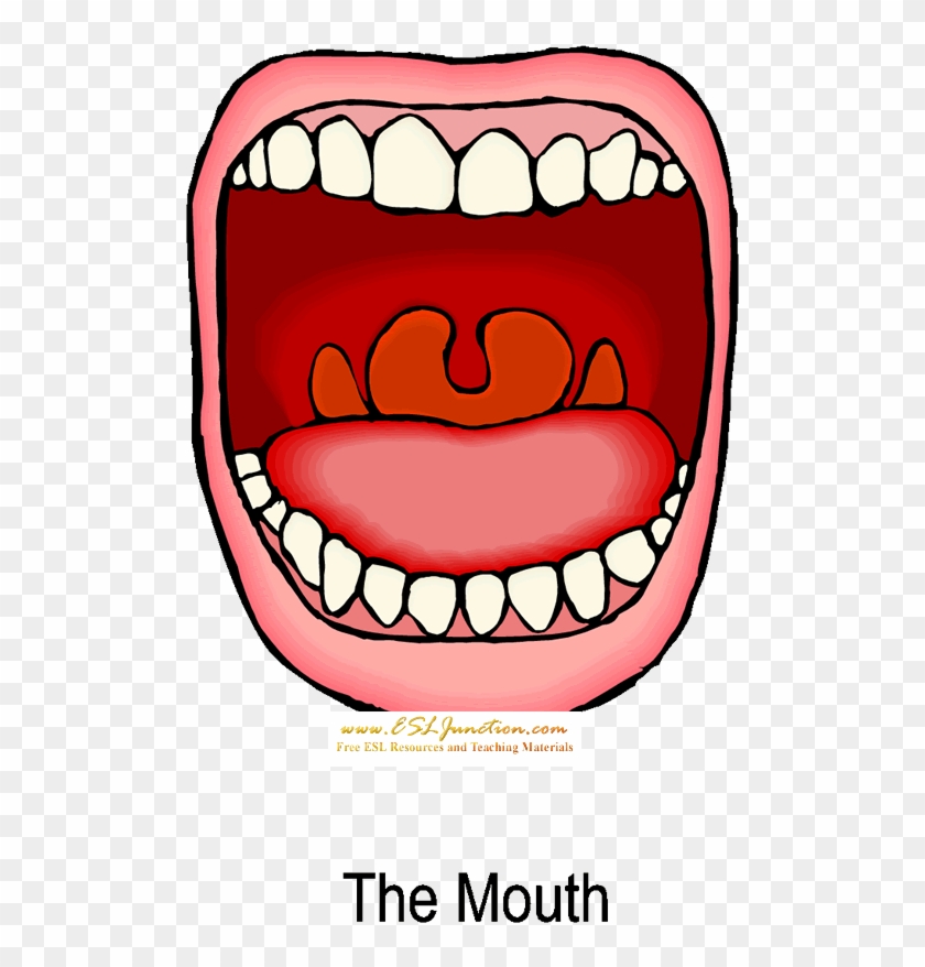 Free Mouth Clipart The Cliparts - Digestive System Cartoon Mouth #994572