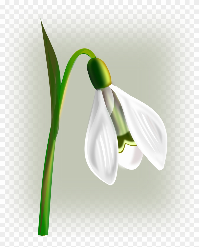 Big Image - Snowdrop Clipart #997031