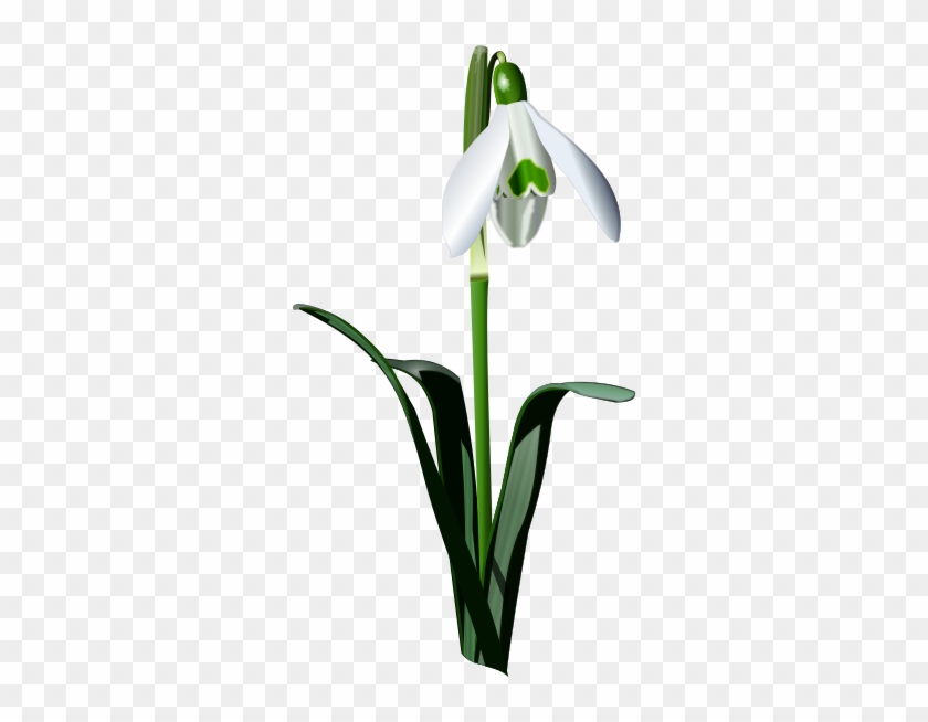 Medium Image - Snowdrop Png #997080