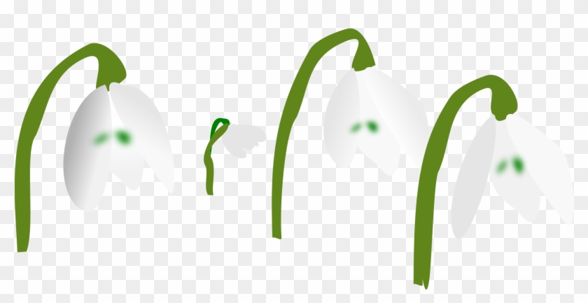 Big Image - Snowdrop #997088