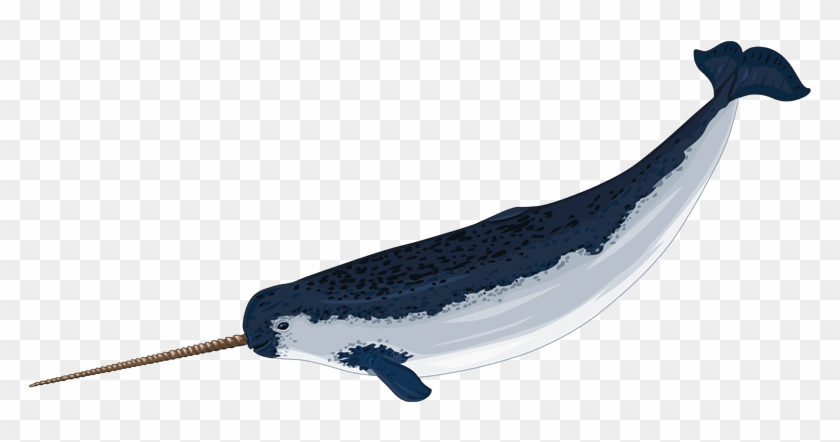 Narwhal Image - Narwhal Clipart Png #997606