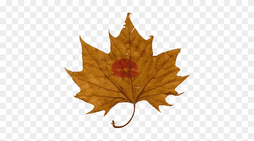 Maple Leaf #998018