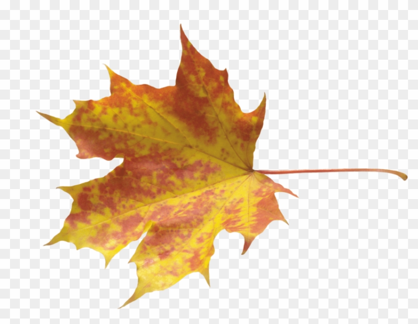 Free Png Autumn Leaves Png Images Transparent - Осенние Листья Картинки #998020
