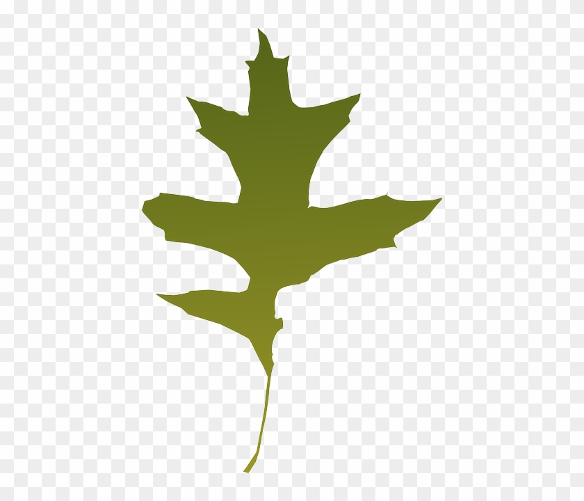 Foliage, Autumn, Leaf, Nature, Tree, Green, Dry - Green Oak Leaf Vector #998022