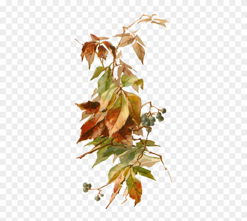 C Klein Elderberries In Autumn 1904 Tuckdb Org - Transparent Autumn Png #998044