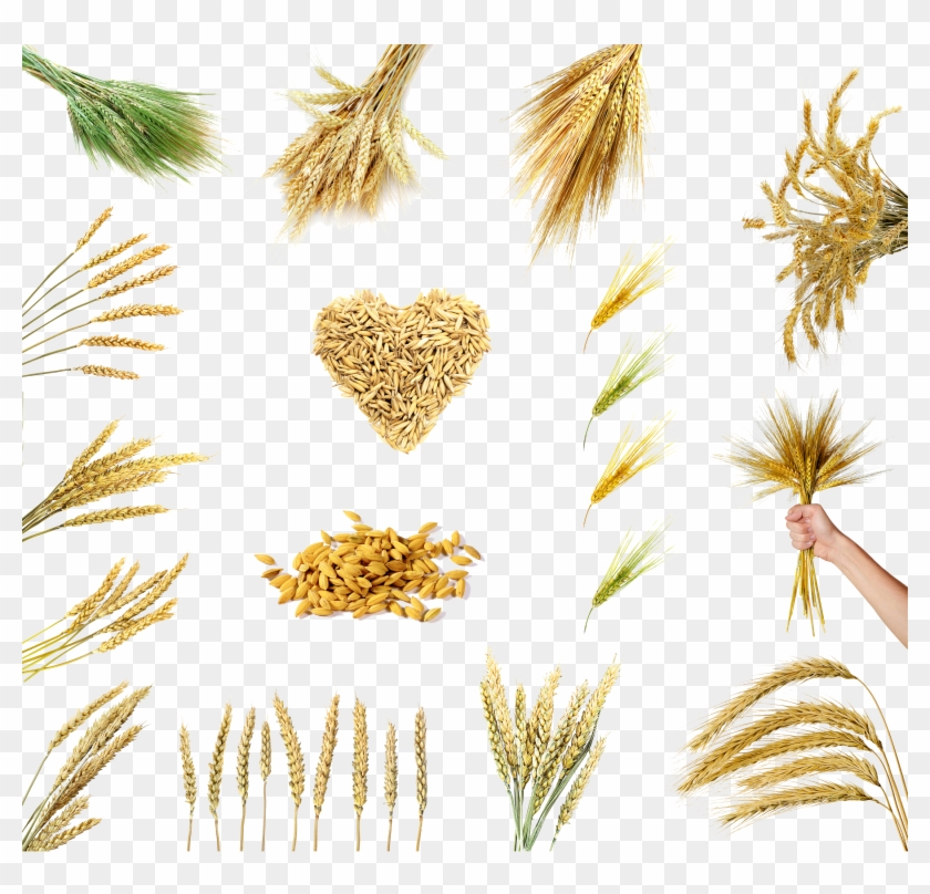 Rice Wheat Grain Cereal Oryza Sativa - Wheat #998057