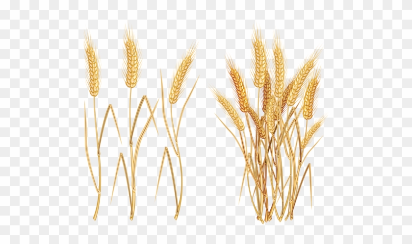Oat Clipart Rice Plant - Wheat Png #998074
