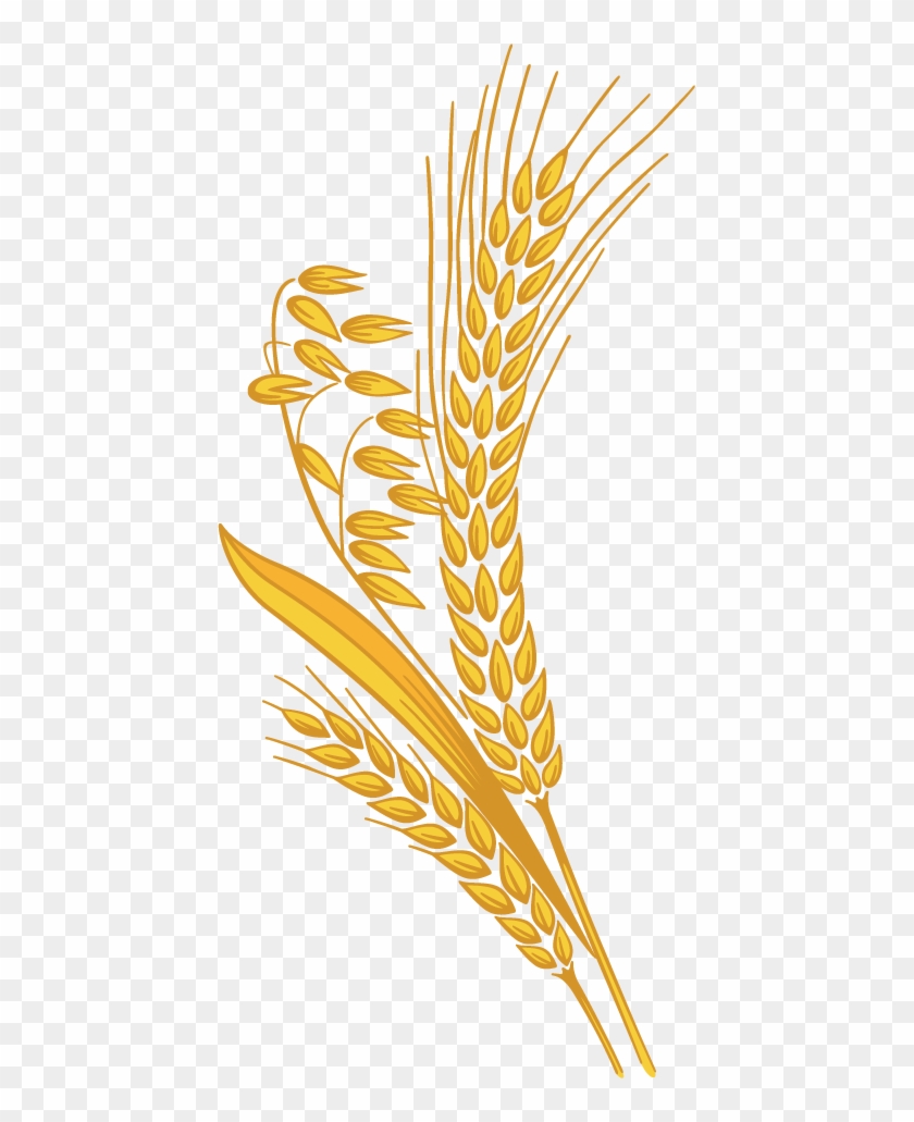 12 Grain - Rice Grain Clipart Png #998078