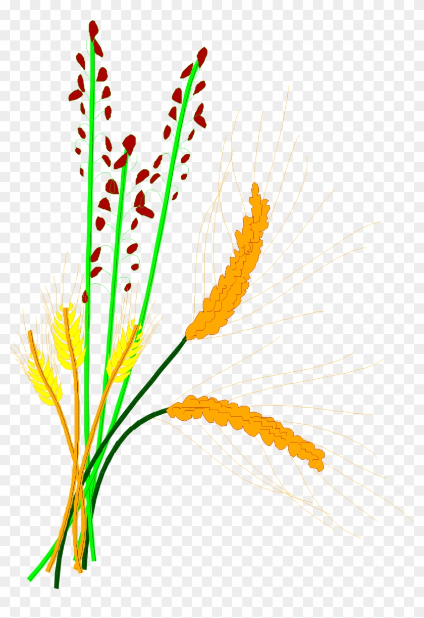 Rice Clipart Cereal Plant - Clip Art #998087