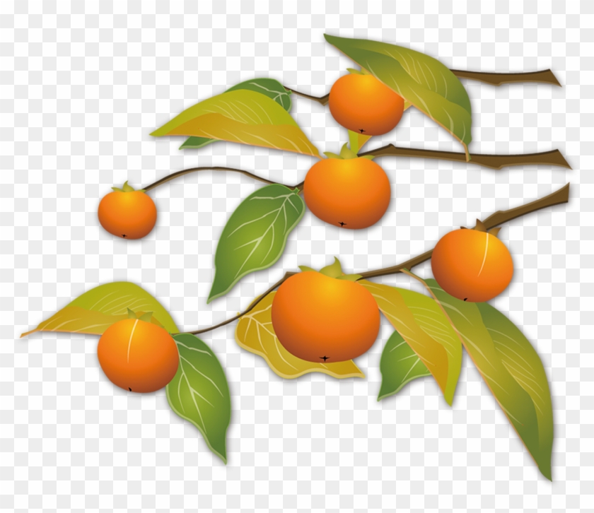 Kumquat Autumn Download - Persimmon #998099