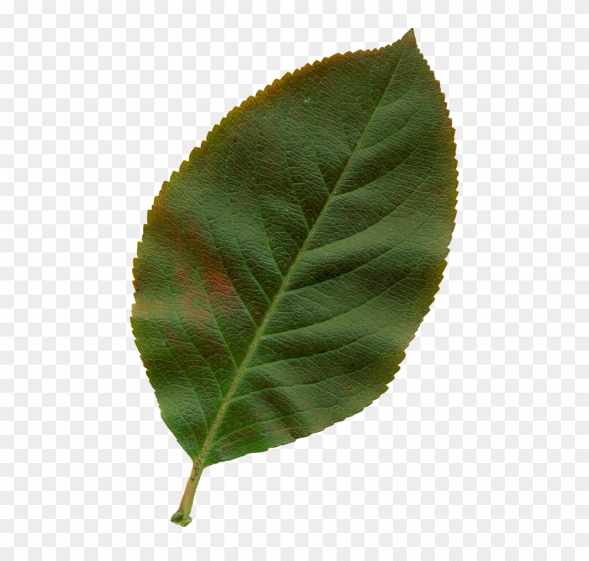 Sheet, Clipart, Nature, Leaves, Autumn, Plant - Hoja De Rosa Png #998104