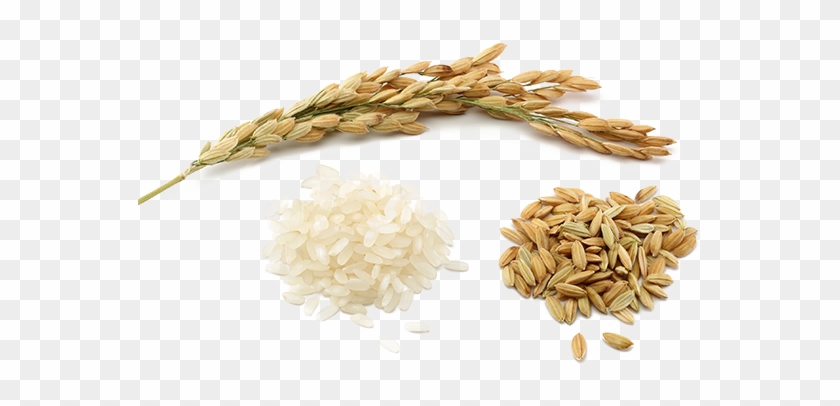 Sewa Farm Will Produce Rice, Which Is A Commodity With - Farm Rice Png #998117