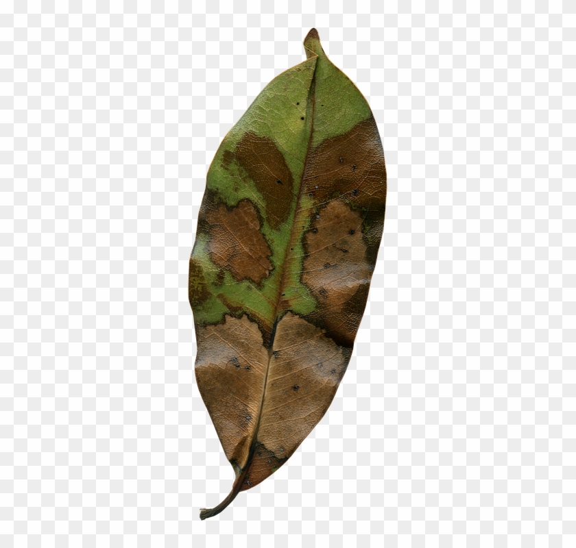 Magnolia Leaf, Fall, Autumn, Season, Nature, Natural - Autumn #998118
