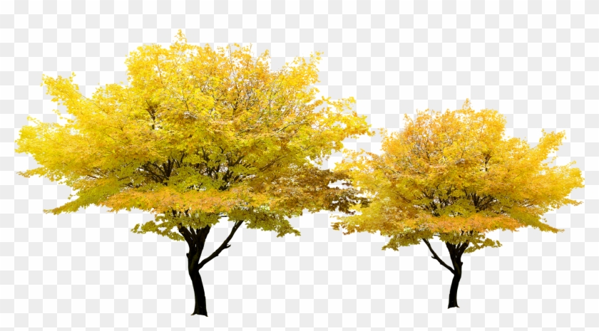 Tree Yellow Pixel - Japanese Maple Png #998122