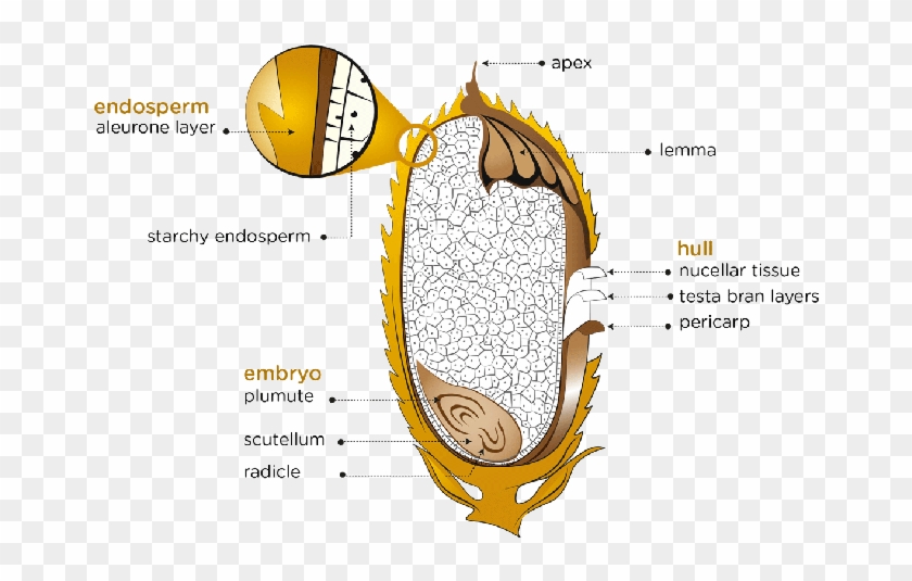 Anatomy Of Rice - Diagram #998128