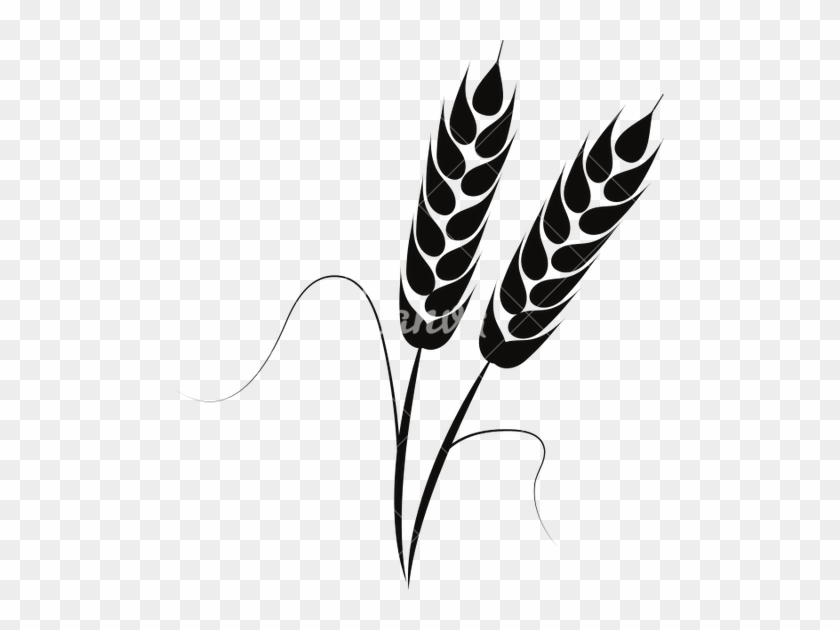 Illustration Of Wheat Ears - Wheat #998159