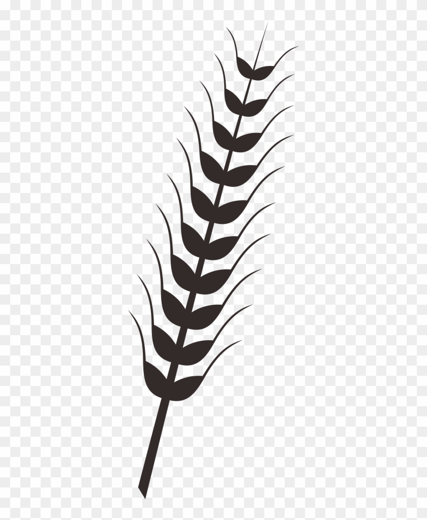 Wheat Rice Drawing Clip Art - Rice Plants Drawing Png #998163