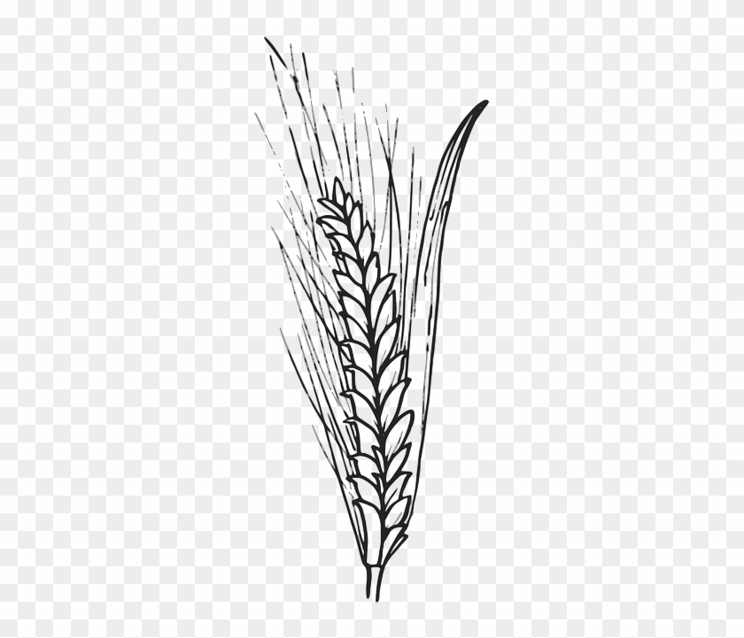 Grain, Corn, Wheat, Barley, Biology, Plant - Outline Of Wheat #998174