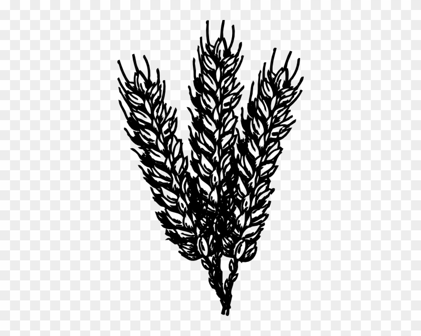 28 Collection Of Wheat Clipart Black And White Png - Wheat Black And White Png #998179