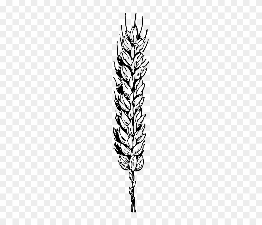 Food, Outline, Plant, Sheaf, Wheat, Flour - Wheat Clip Art #998181