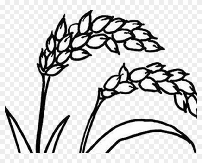 Indica Rice Hybrid Rice Grauds Broom-corn Stroke - Jpeg #998209
