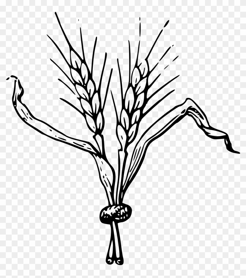 Barley Clipart Sheaf - Hops Clip Art #998210