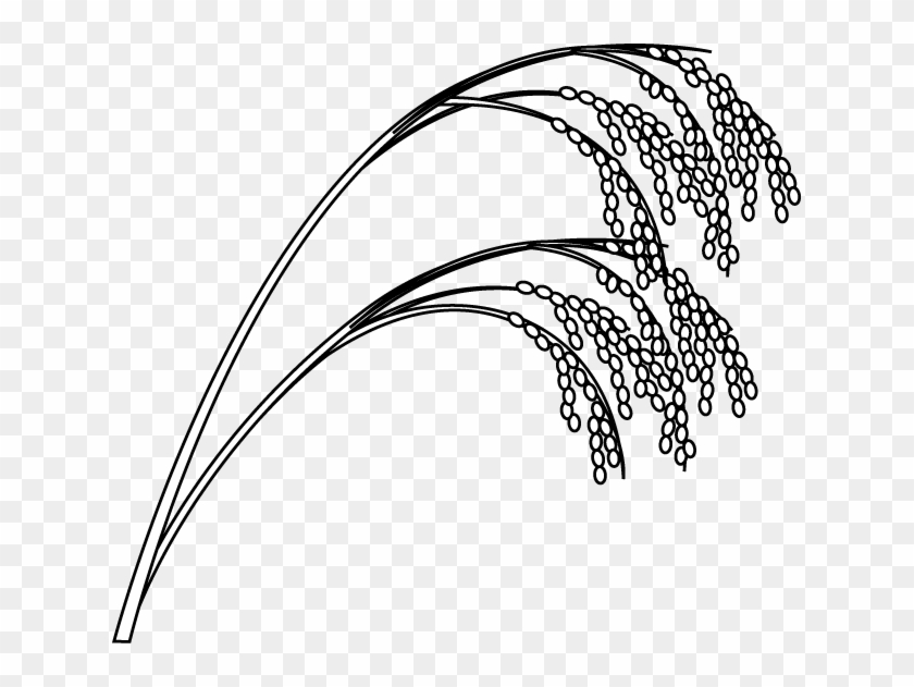 Drawn Grain Rice Plant - Rice Plant Easy Drawing - Free Transparent PNG