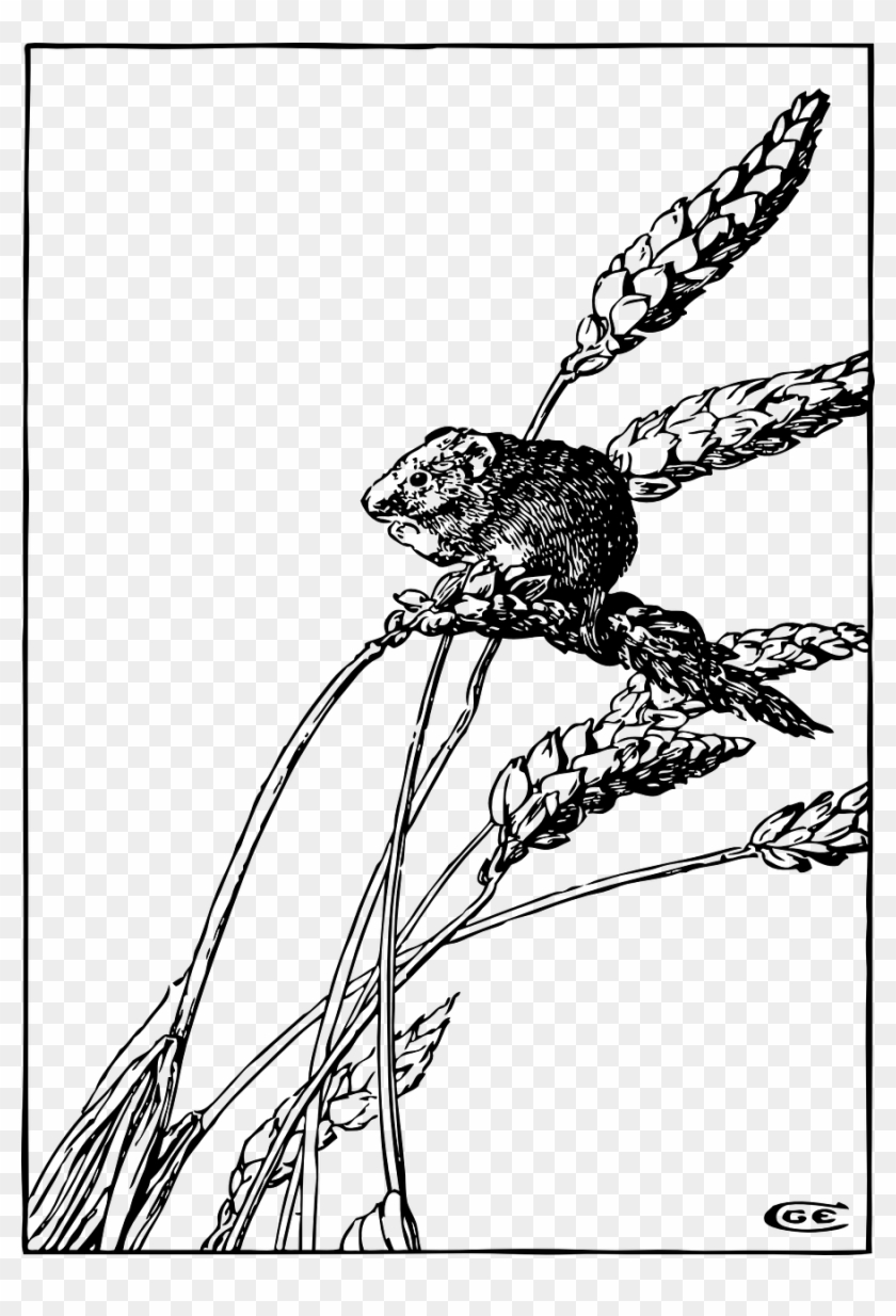 Wheat Spikes Mouse Grain Crop Png Image - Harvest Mouse Clipart #998279
