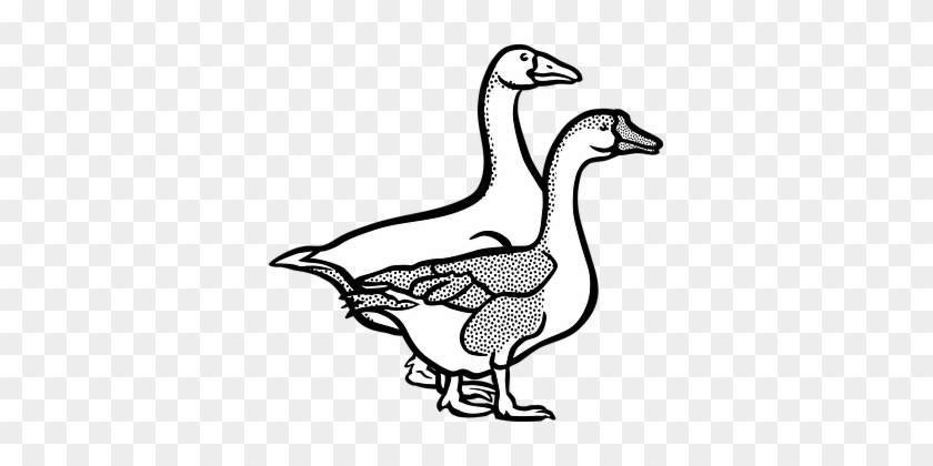 Animal Farm Geese Goose Tier Animal Geese - Clipart Black And White Geese #998542