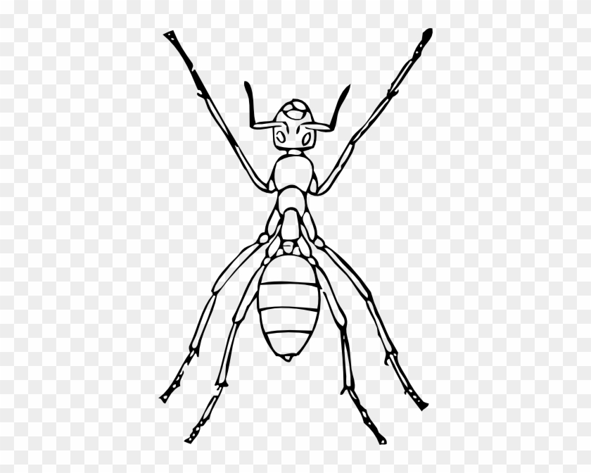 Ant Outline Clip Art - Line Drawing Of An Ant #998776