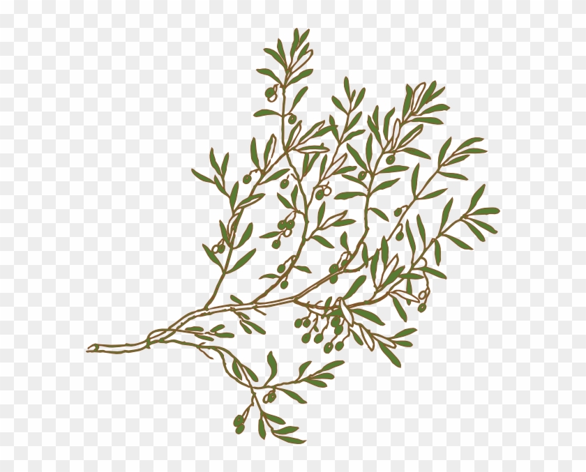Free Olive Branch Clip Art #999498