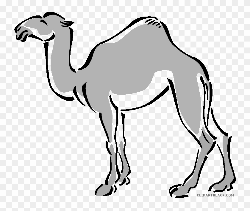 Camel Animal Free Black White Clipart Images Clipartblack - Clip Art #999548