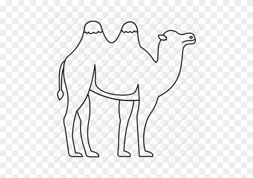 Drawn Camels Transparent - Camel Outline #999560