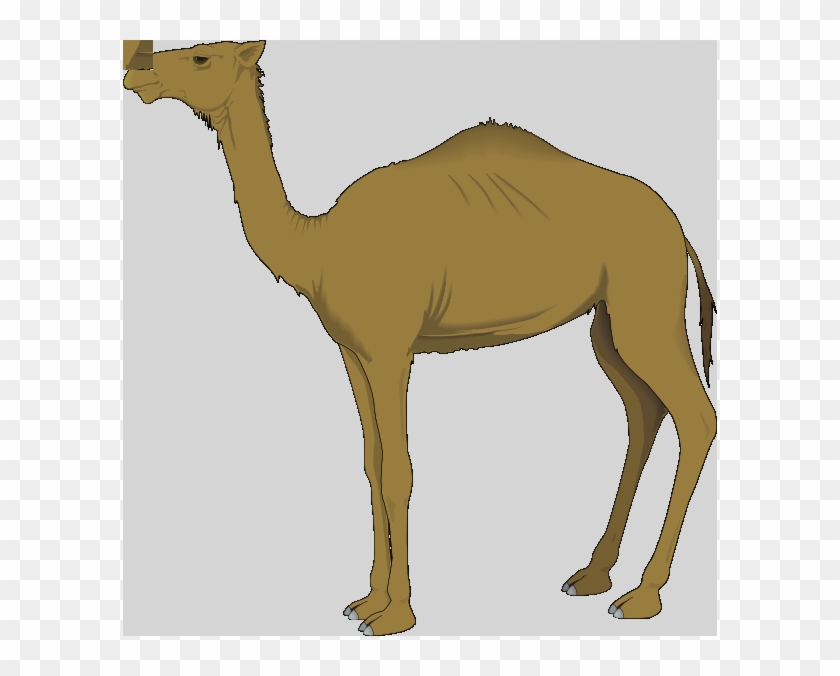 Camel Clip Art #999561