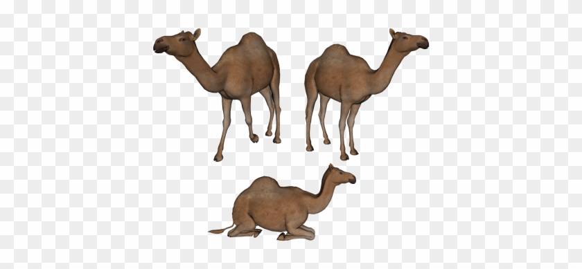 Camels Gallery - Camels Clipart Png #999562