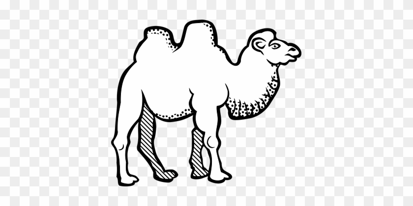 Animal Bactrian Camel Camel Animal Camel C - Letter Jeem In Arabic #999566