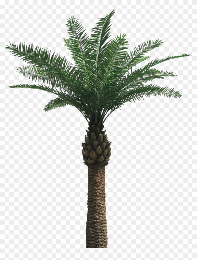 One Palm Tree Png Image - Date Palm Png #999584