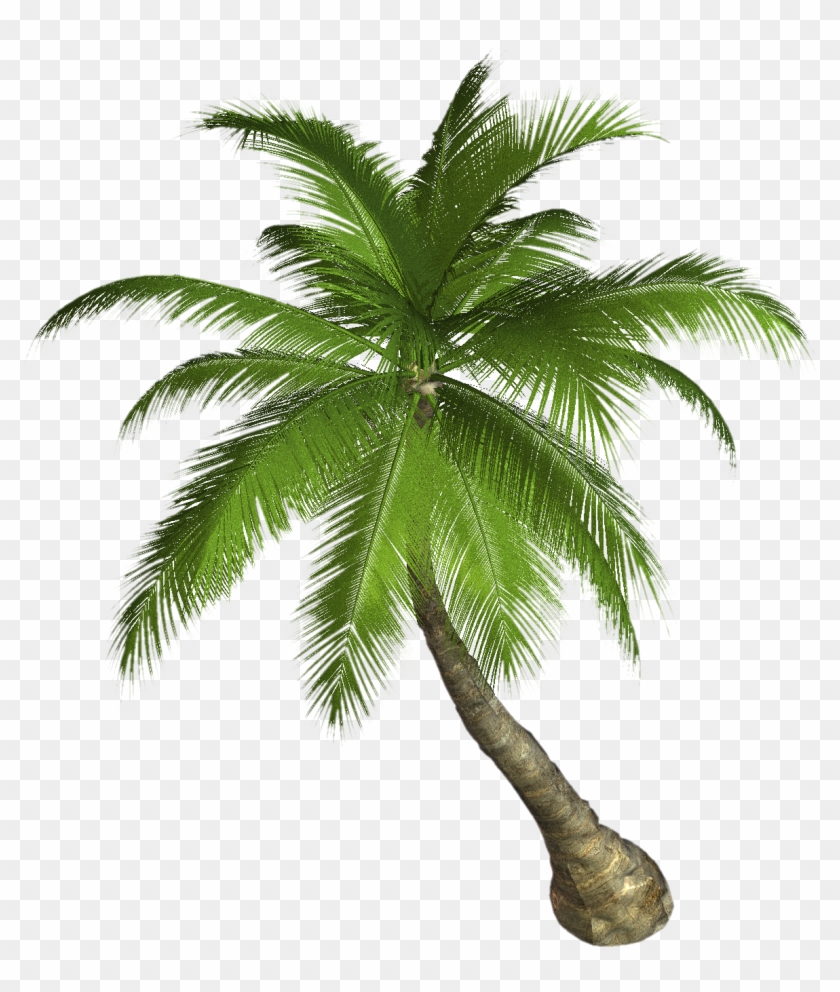 Free High Resolution Graphics And Clip Art Ovqvs9 Clipart - Palm Tree Clip Art #999606