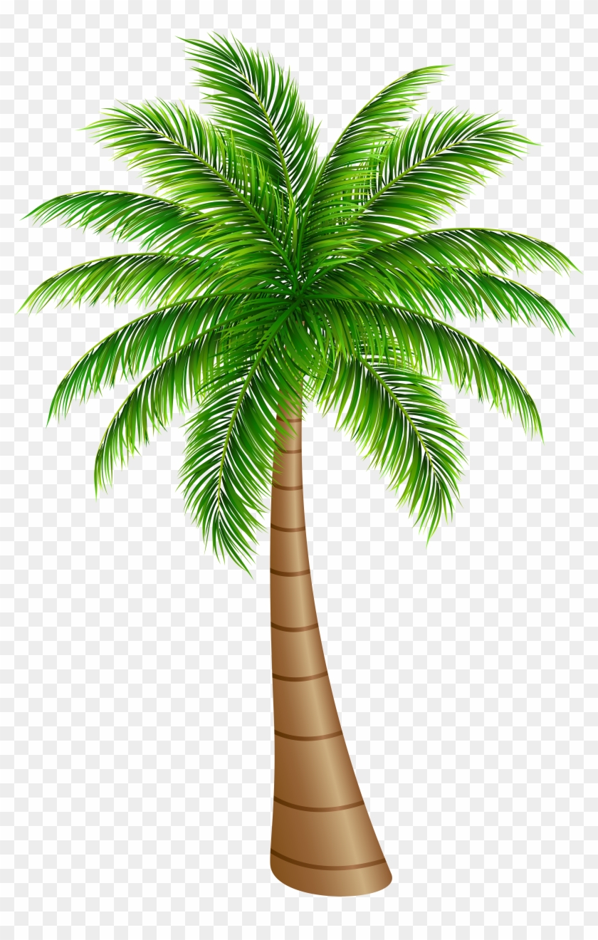 Palm Clipart Palm Tree Large Png Clip Art Image Pinteres - Clip Art Palm Tree #999607