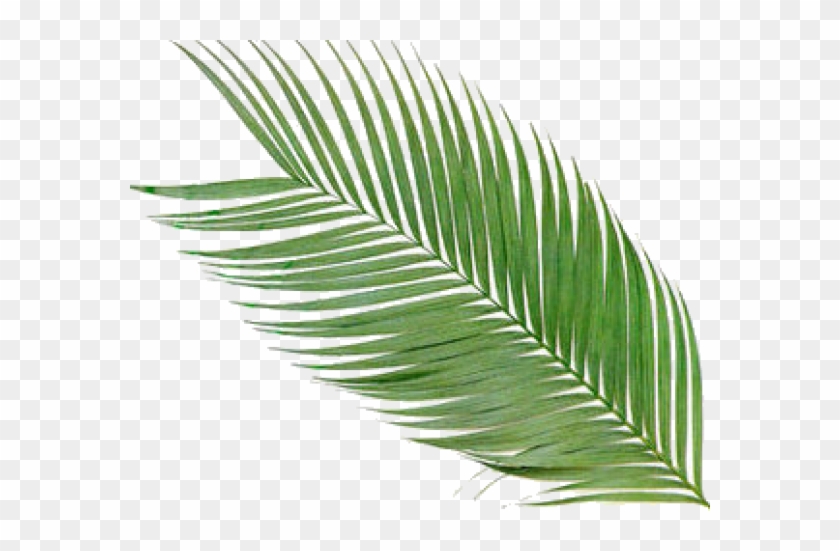 Palm Sunday Clip Art Welcome Download - Areca Palm #999639