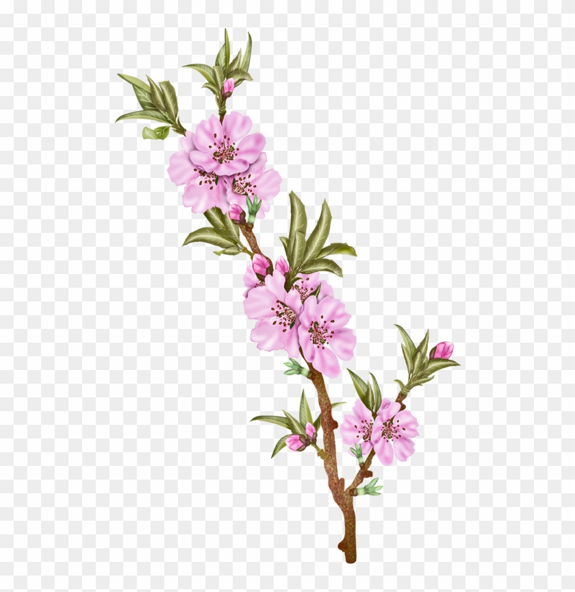 Vector Flowers, Almond - Cherry Blossom #999657