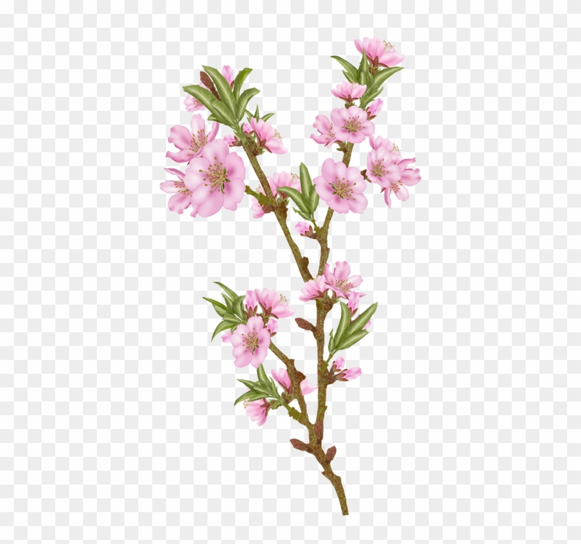 Vector Flowers, Almond - Almond #999658