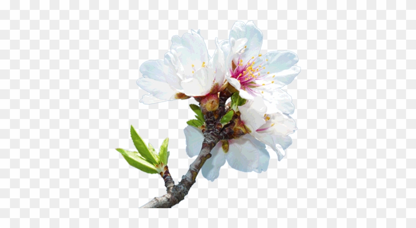 Tree Nut Nirvana - Almond Tree Flower Png #999661